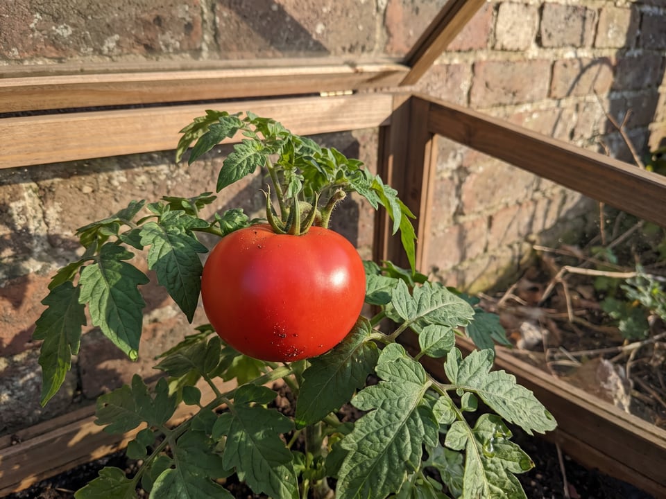 Siletz tomatoes ripening on the vine under cover
