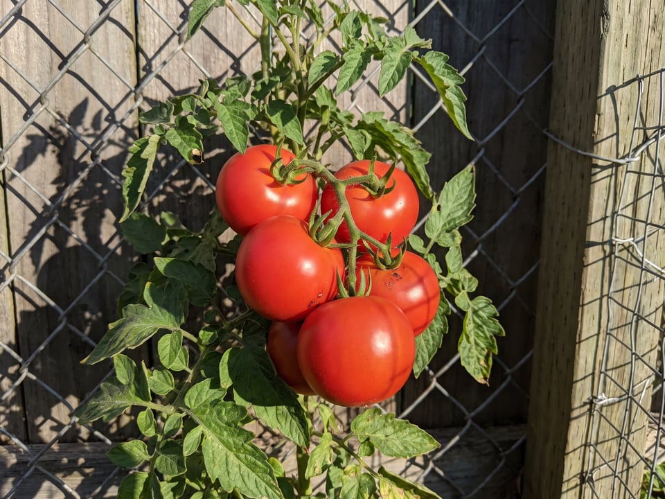 Siletz tomato plant in a garden bed with ripe fruit on the vine