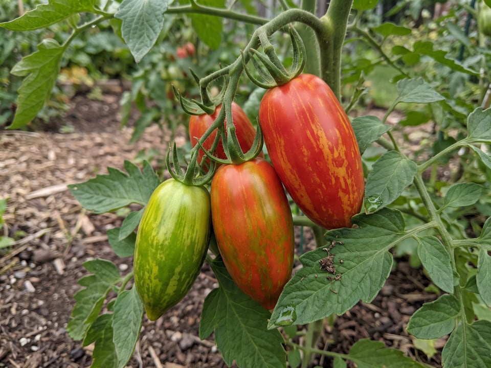 A truss of Speckled Roman tomatoes
