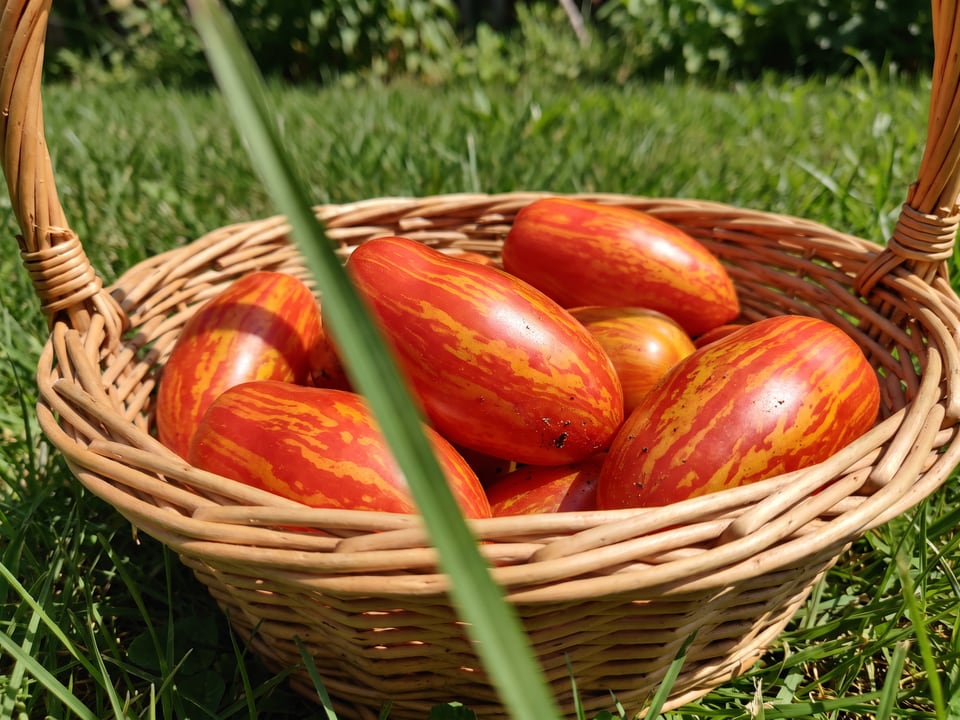 Freshly picked Speckled Roman tomatoes