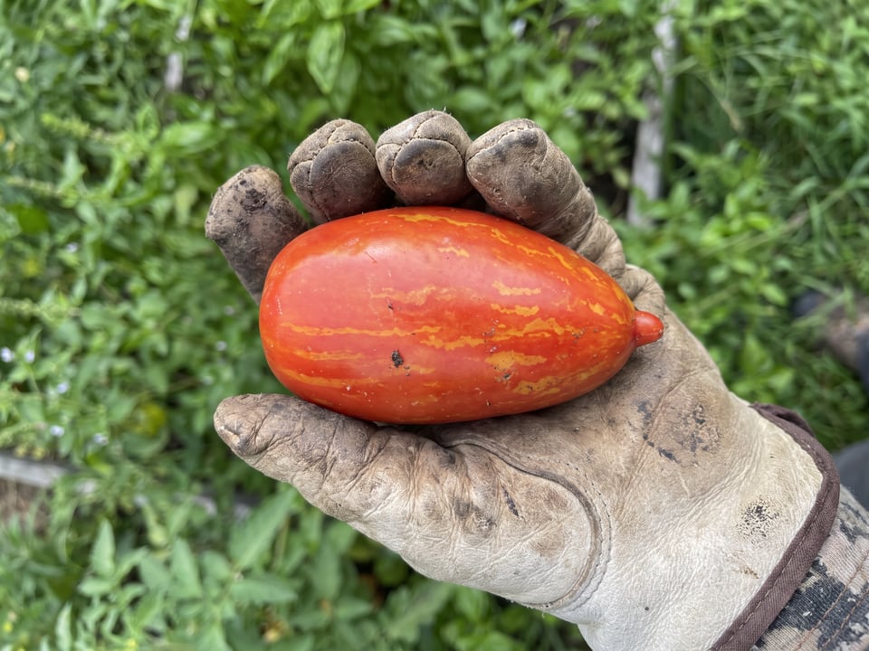 A ripe Speckled Roman tomato held in a gardener's hand