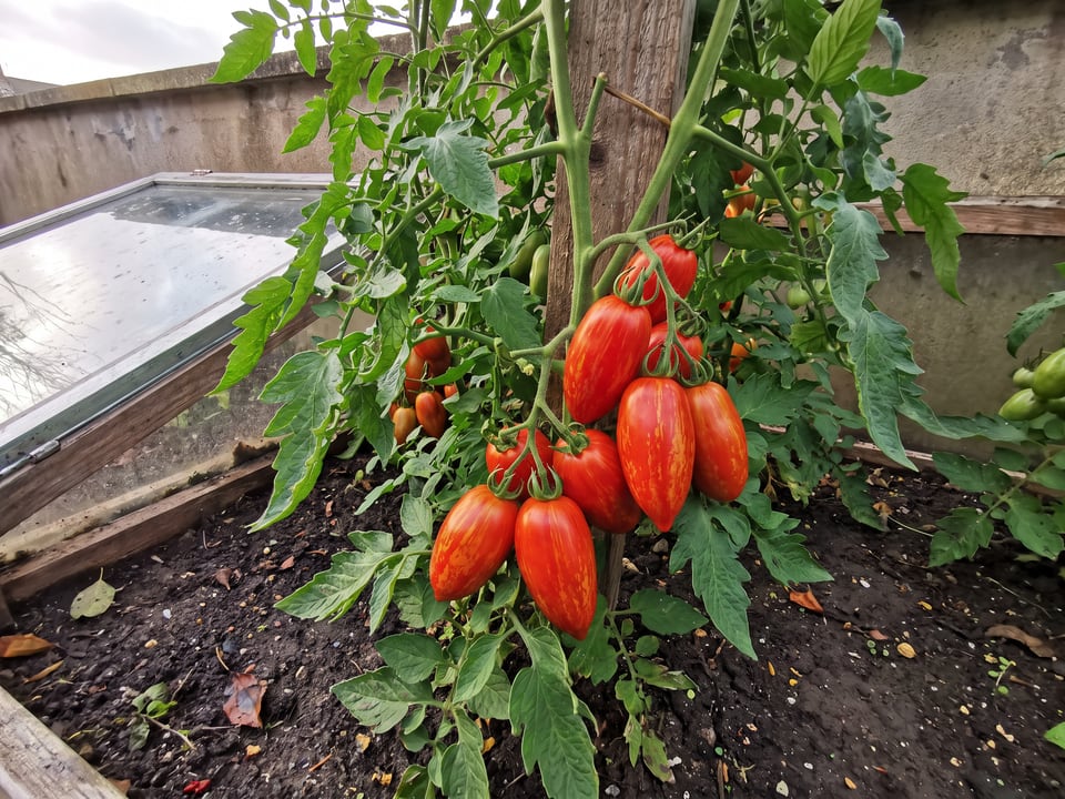 Speckled Roman tomatoes ripening on the vine under cover