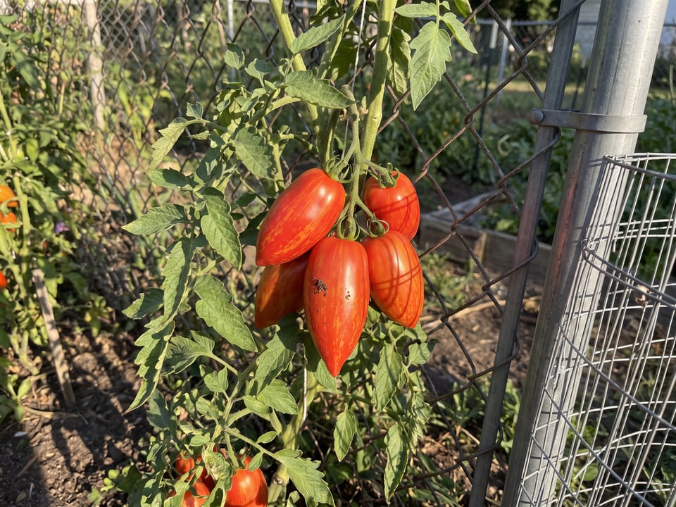 Speckled Roman tomato plant in a garden bed with ripe fruit on the vine