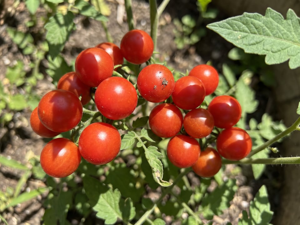 A truss of Spoon tomatoes