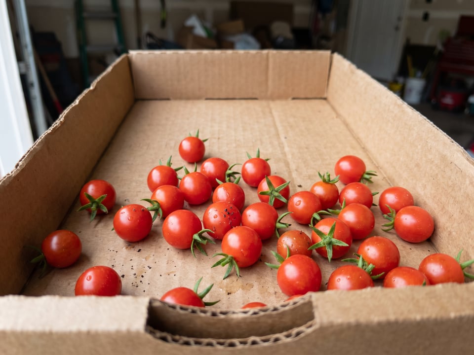 Freshly picked Spoon tomatoes