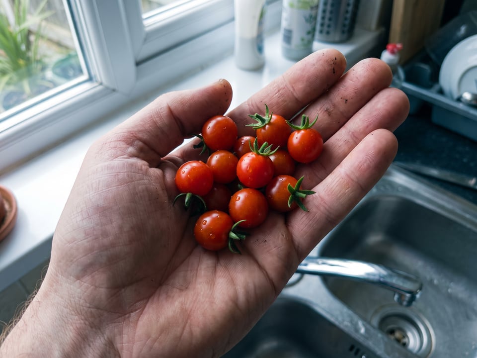 A ripe Spoon tomato held in a gardener's hand