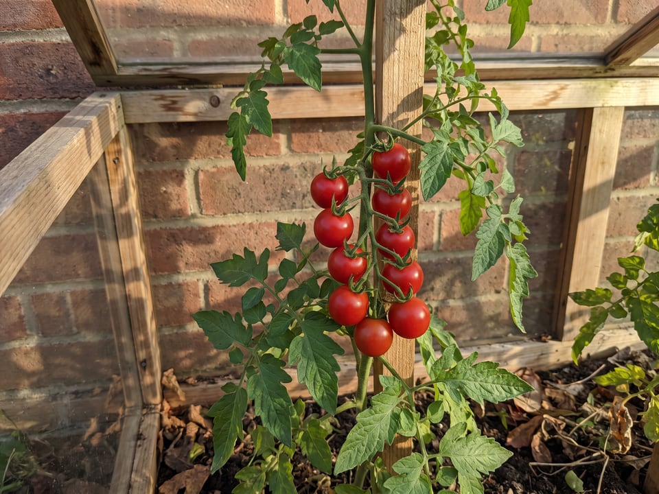 Spoon tomatoes ripening on the vine under cover
