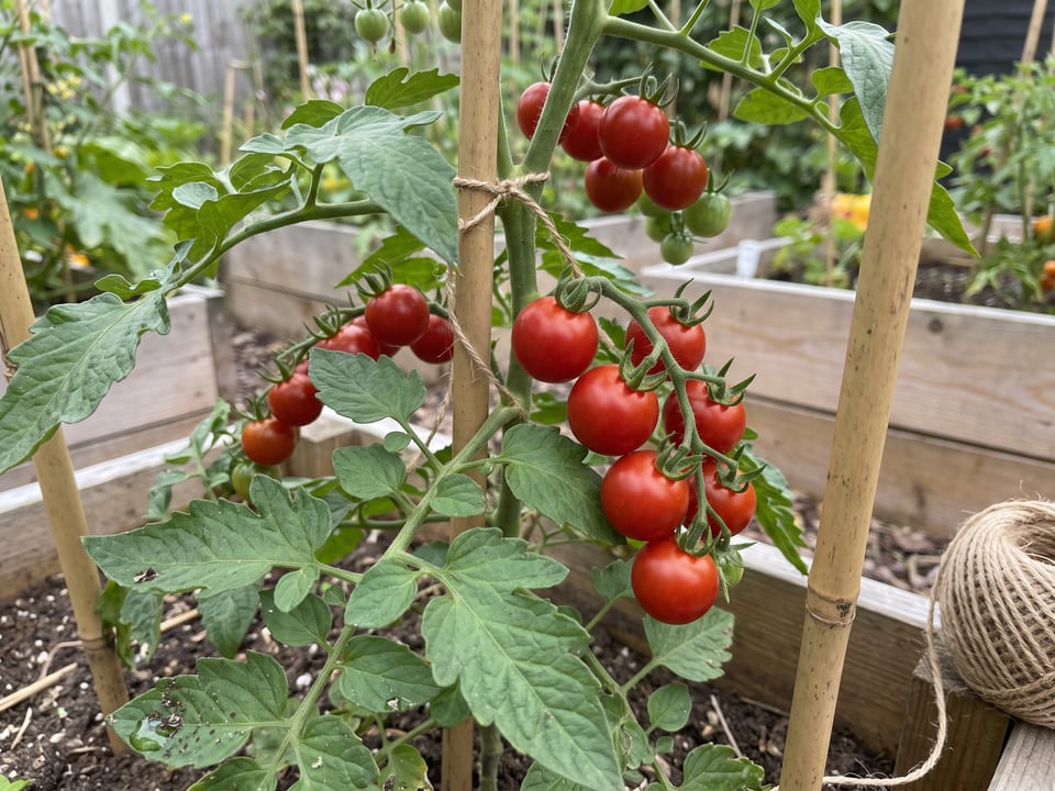 Spoon tomato plant in a garden bed with ripe fruit on the vine