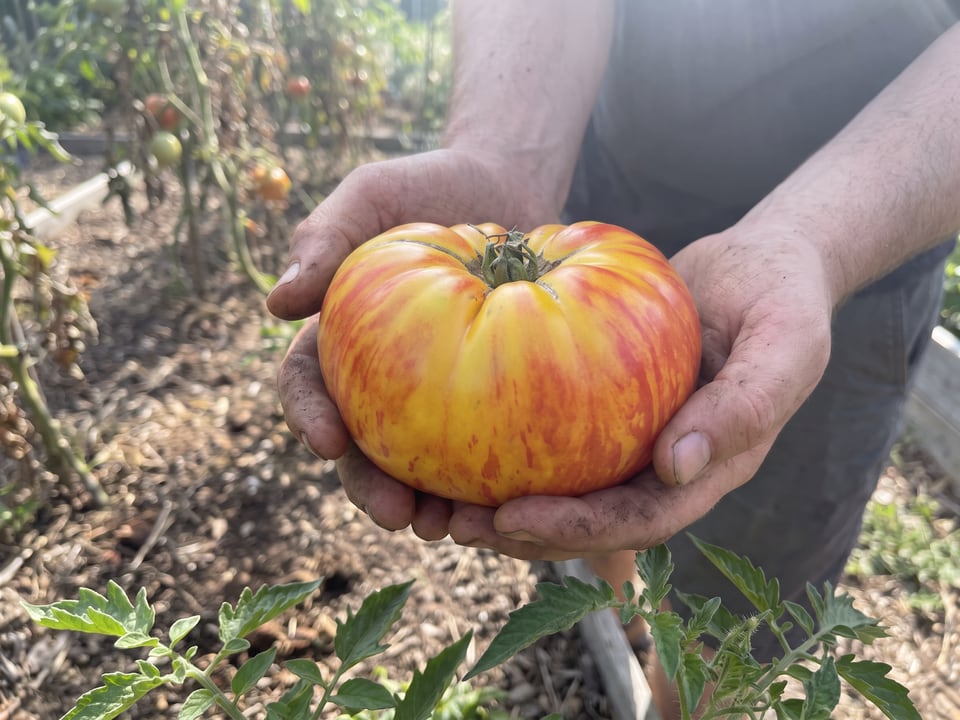 A ripe Striped German tomato held in a gardener's hand