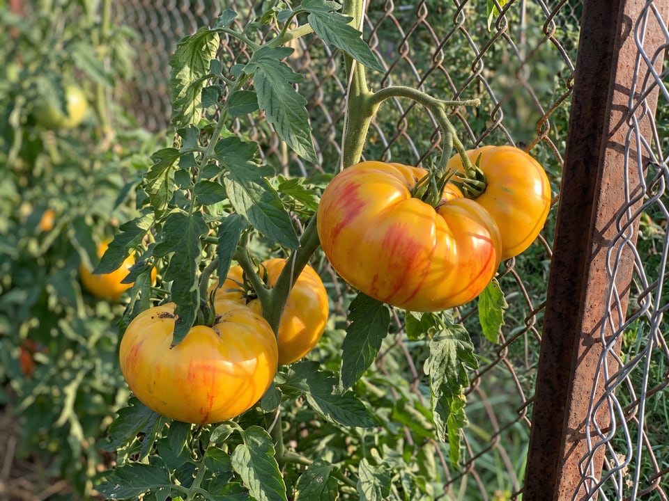 Striped German tomato plant in a garden bed with ripe fruit on the vine