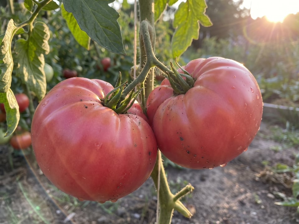 A truss of Stump of the World tomatoes