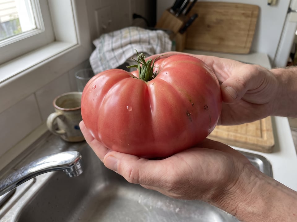 A ripe Stump of the World tomato held in a gardener's hand
