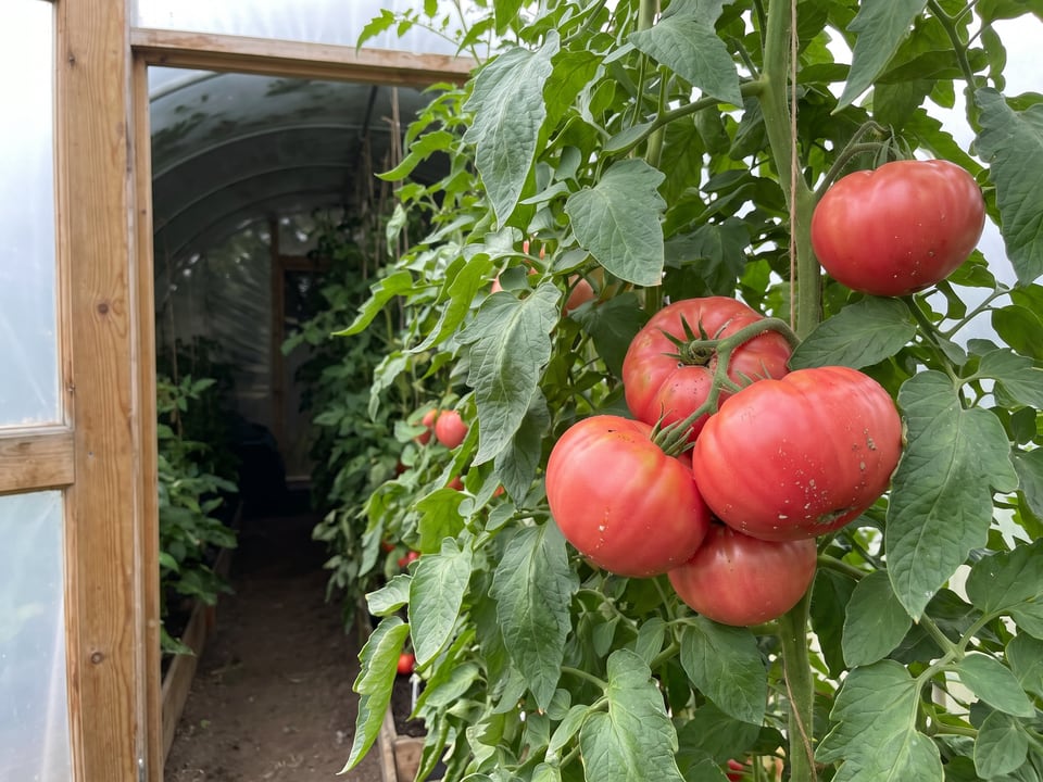 Stump of the World tomatoes ripening on the vine under cover