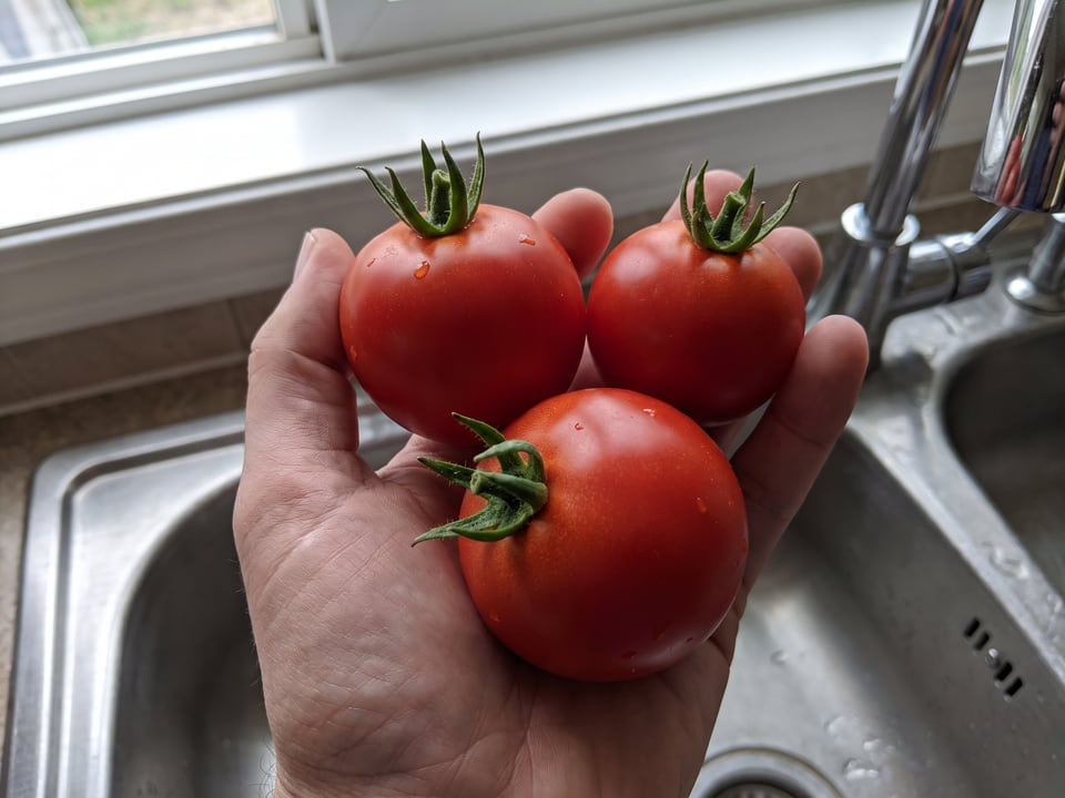 A ripe Stupice tomato held in a gardener's hand