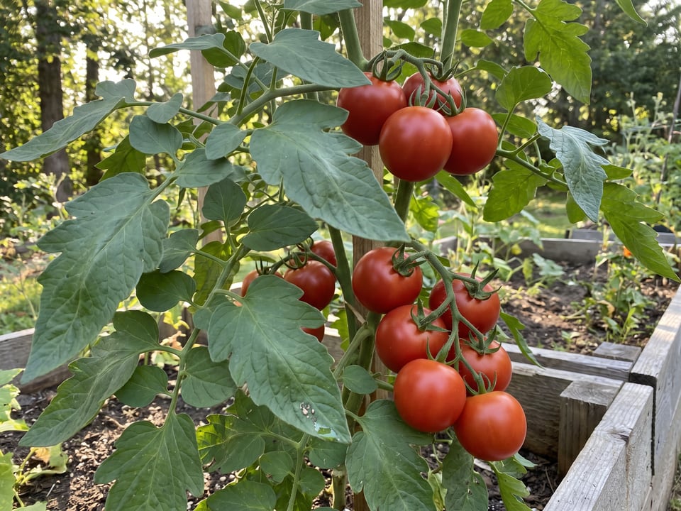 Stupice tomato plant in a garden bed with ripe fruit on the vine