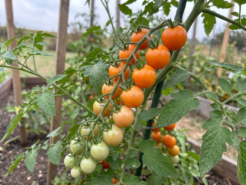 A truss of Sun Sugar tomatoes