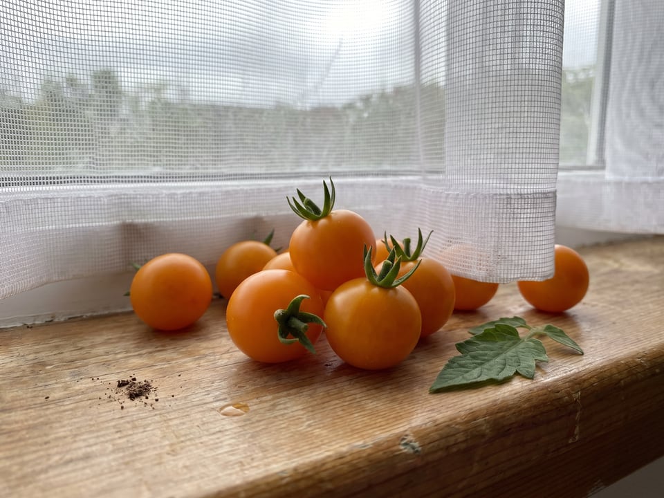 Freshly picked Sun Sugar tomatoes