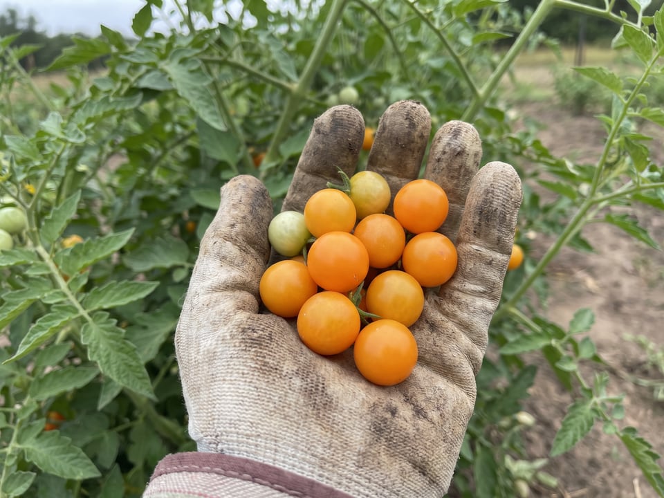 A ripe Sun Sugar tomato held in a gardener's hand