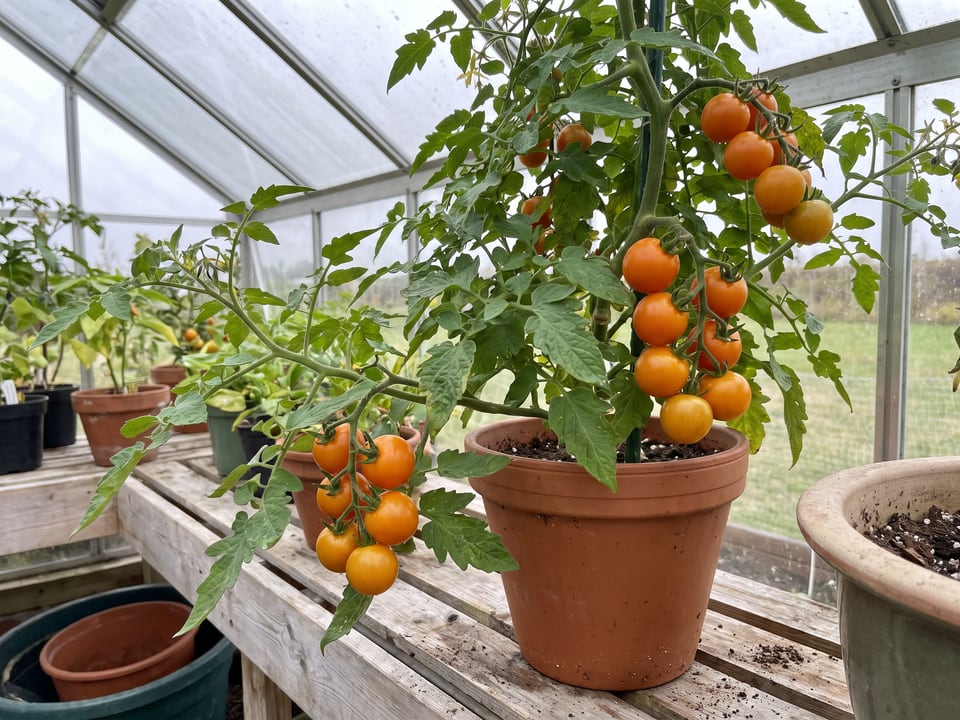 Sun Sugar tomatoes ripening on the vine under cover