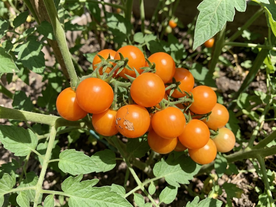 A truss of Sungold tomatoes