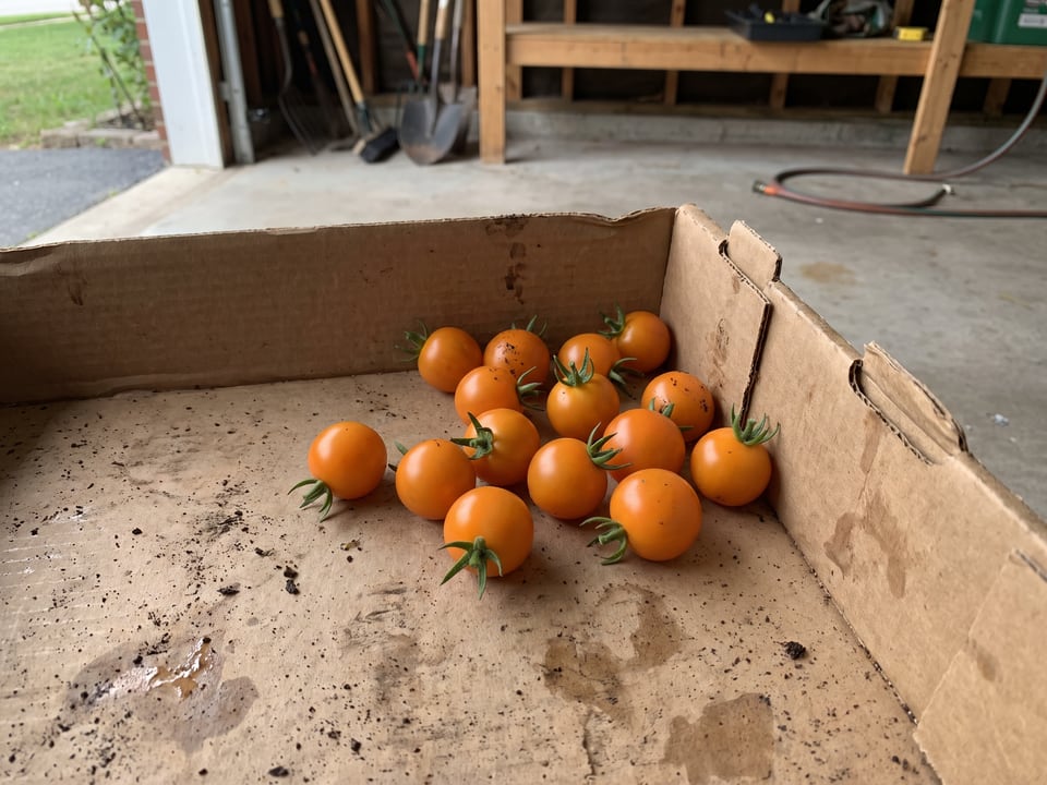 Freshly picked Sungold tomatoes