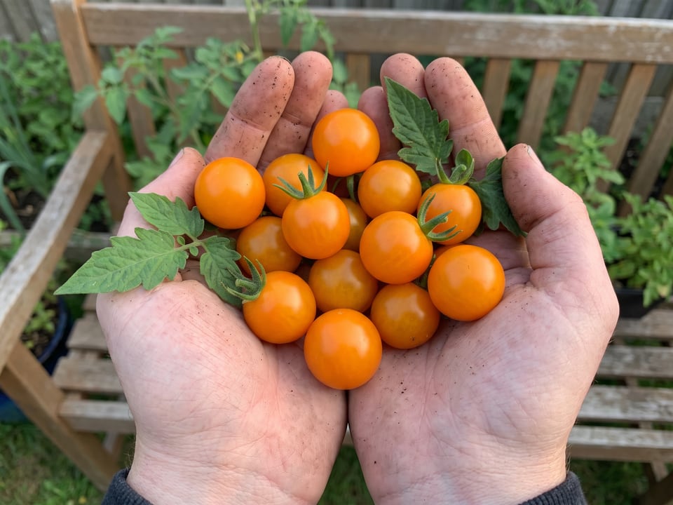 A ripe Sungold tomato held in a gardener's hand
