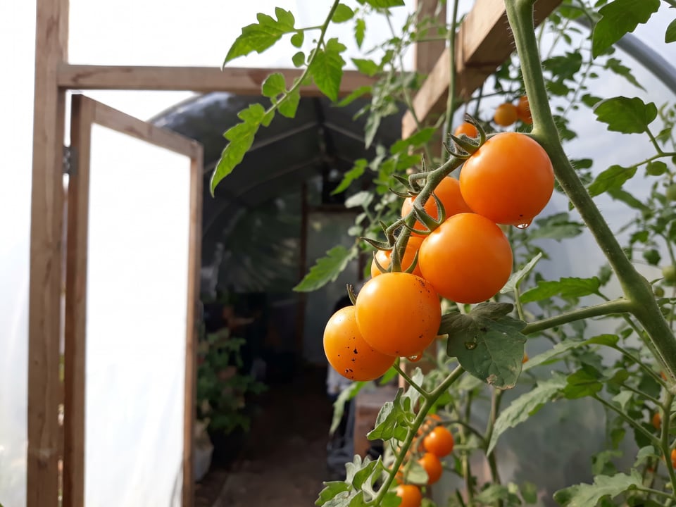 Sungold tomatoes ripening on the vine under cover