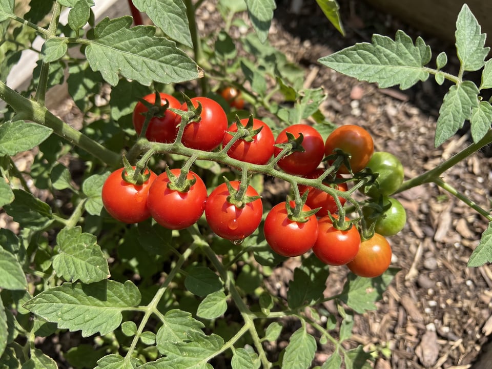 A truss of Sweet 100 tomatoes