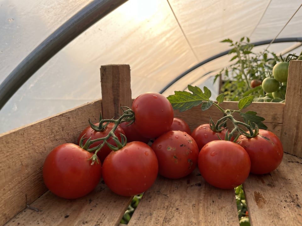 Freshly picked Sweet 100 tomatoes