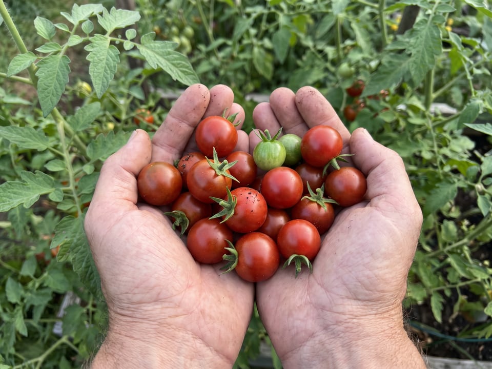 A ripe Sweet 100 tomato held in a gardener's hand