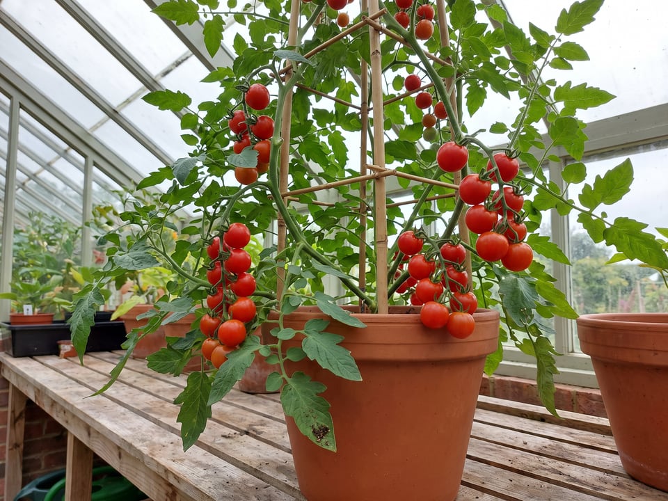 Sweet 100 tomatoes ripening on the vine under cover