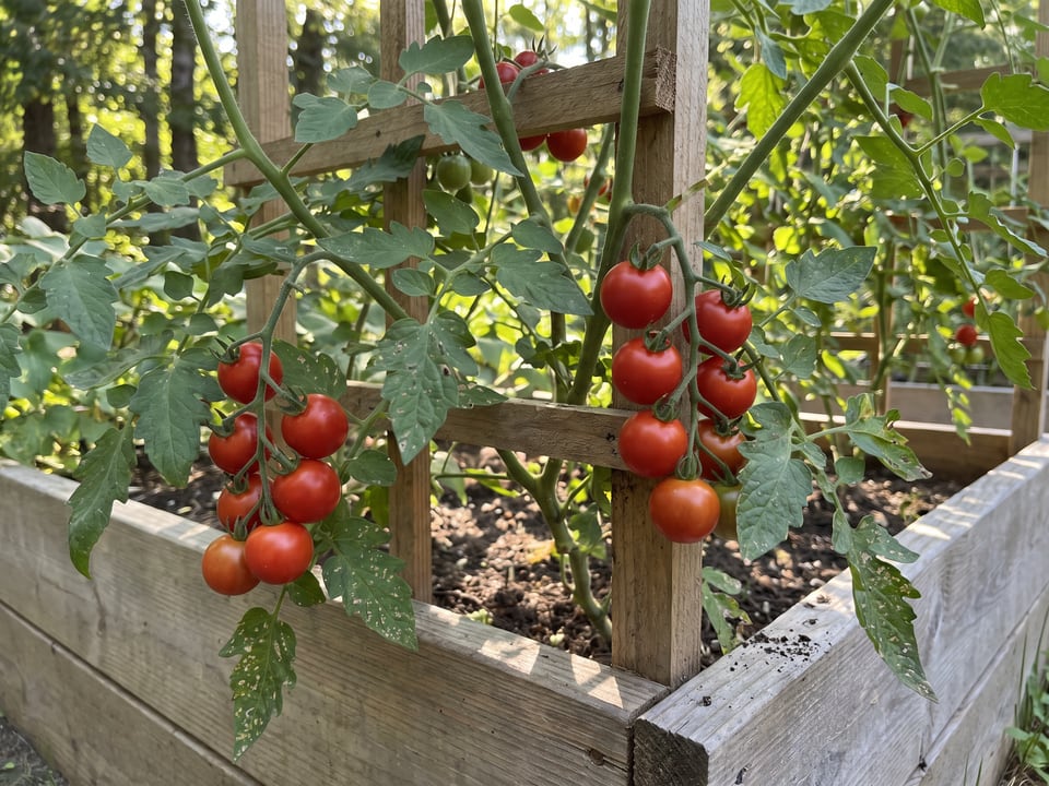 Sweet 100 tomato plant in a garden bed with ripe fruit on the vine