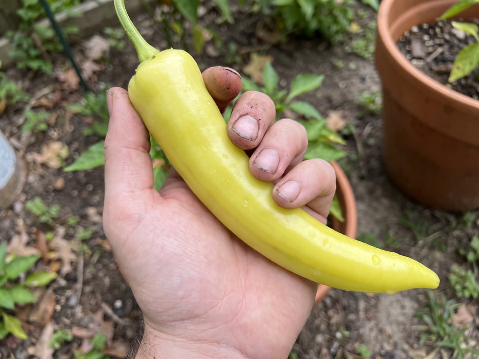 A ripe Sweet Banana pepper pod held in a gardener's hand