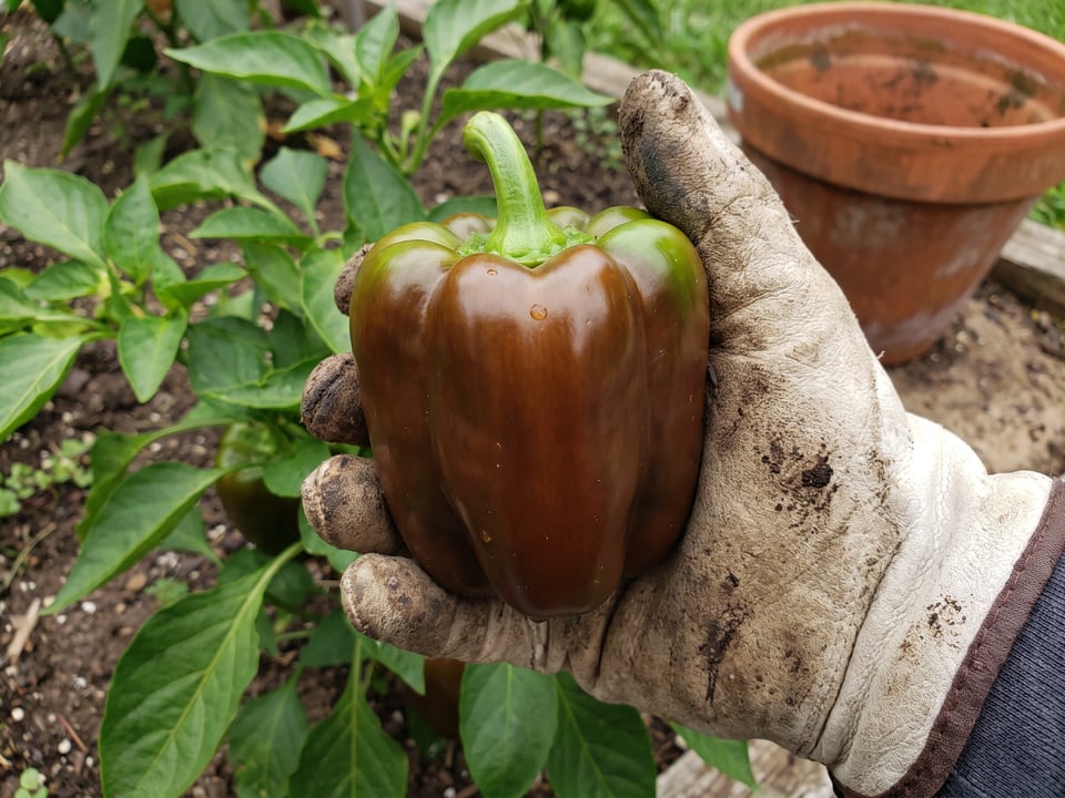 A ripe Sweet Chocolate pepper pod held in a gardener's hand