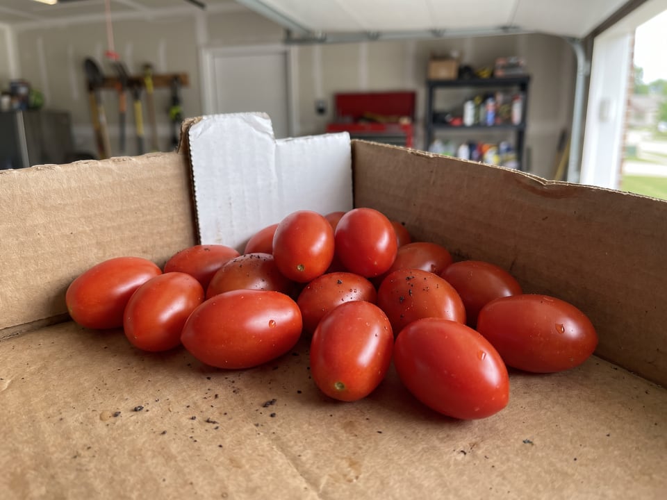 Freshly picked Sweet Hearts tomatoes