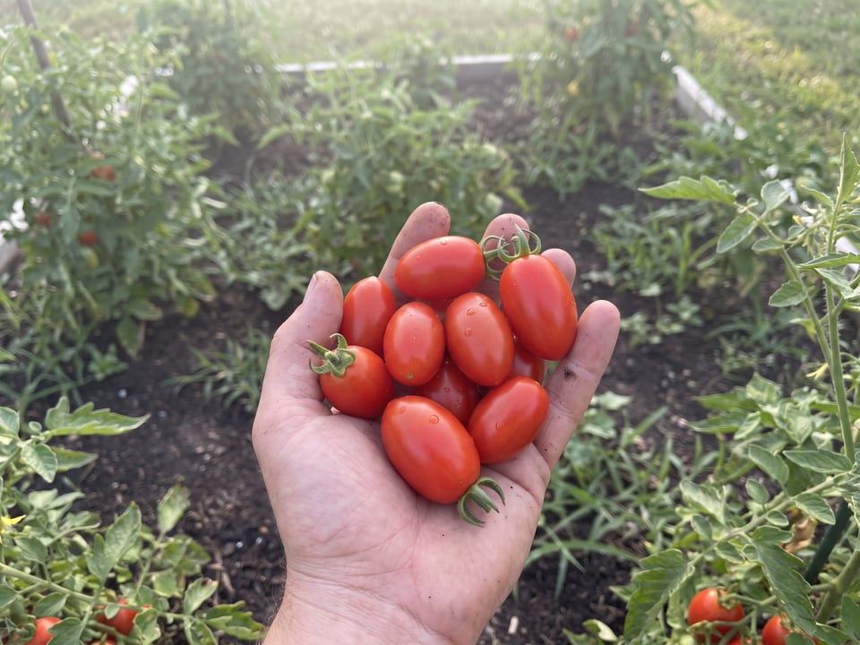 A ripe Sweet Hearts tomato held in a gardener's hand