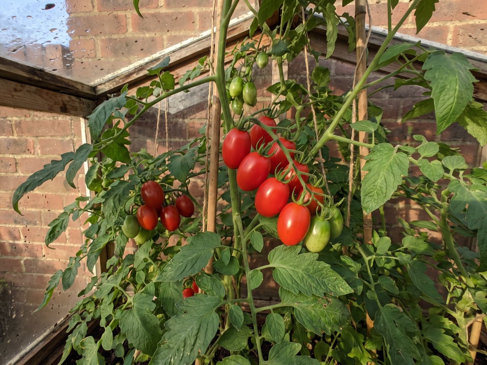 Sweet Hearts tomatoes ripening on the vine under cover