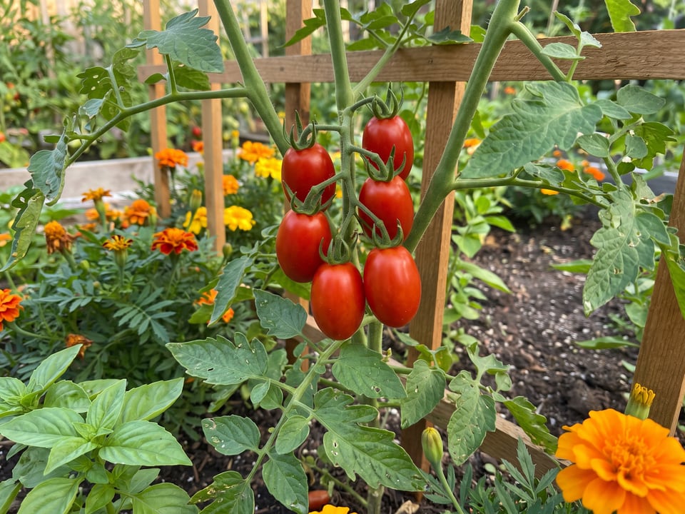 Sweet Hearts tomato plant in a garden bed with ripe fruit on the vine