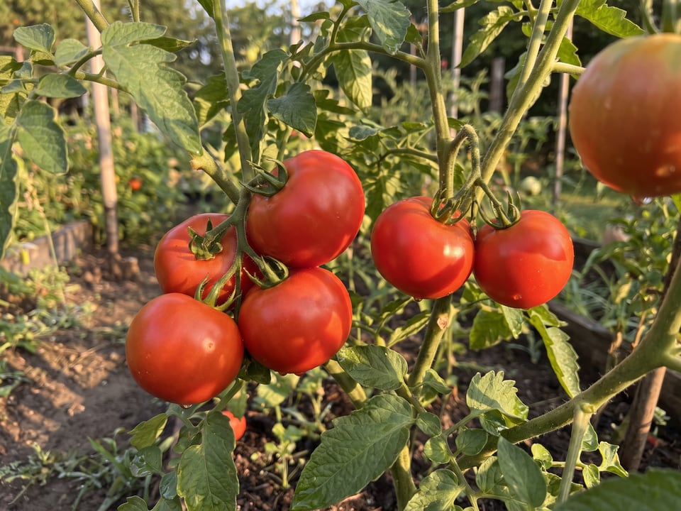 A truss of Sweet Scarlet Dwarf tomatoes