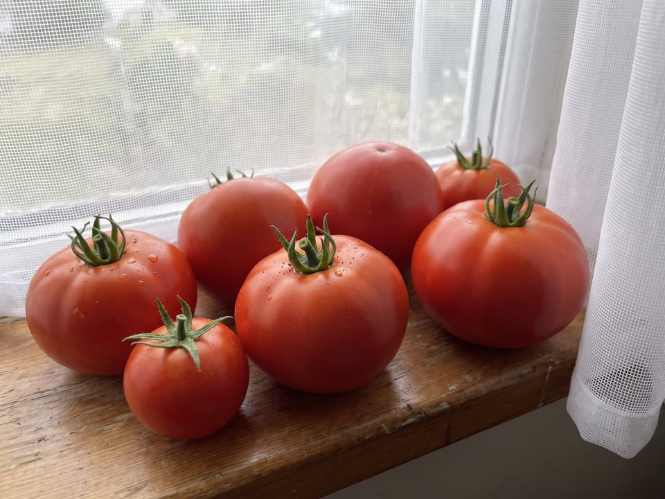 Freshly picked Sweet Scarlet Dwarf tomatoes