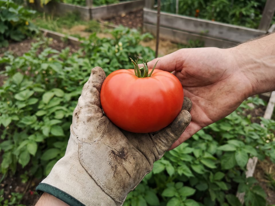 A ripe Sweet Scarlet Dwarf tomato held in a gardener's hand