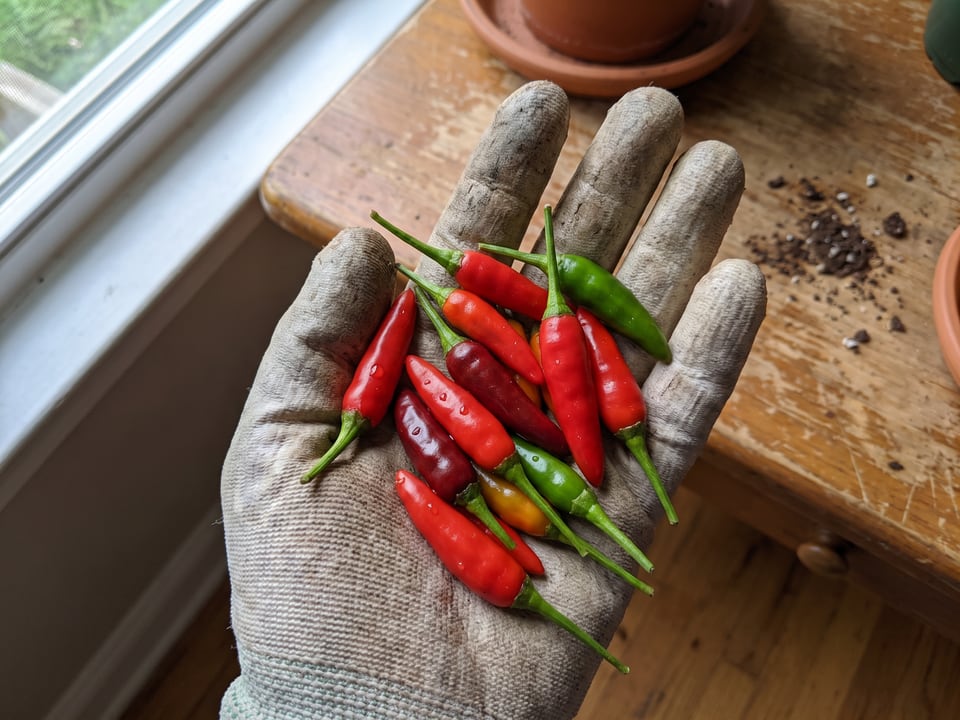 A ripe Tabasco pepper pod held in a gardener's hand