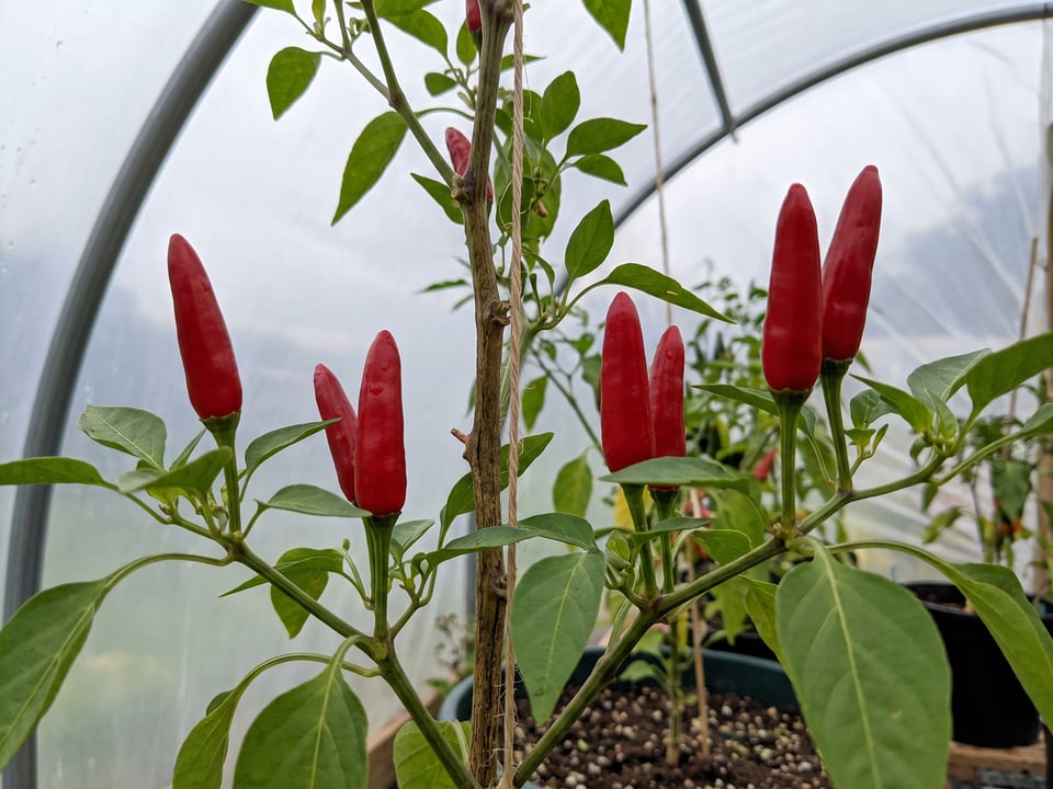 Tabasco pepper plant with ripe pods