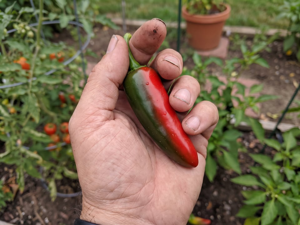 A ripe TAM Jalapeno pepper pod held in a gardener's hand
