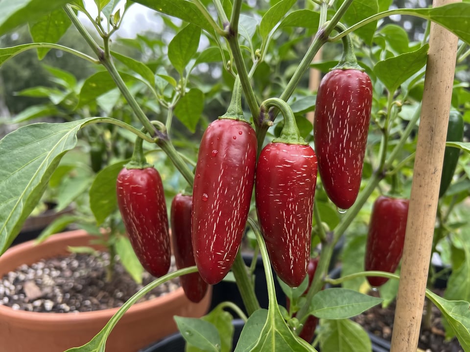 Ripe TAM Jalapeno pepper pods on the plant