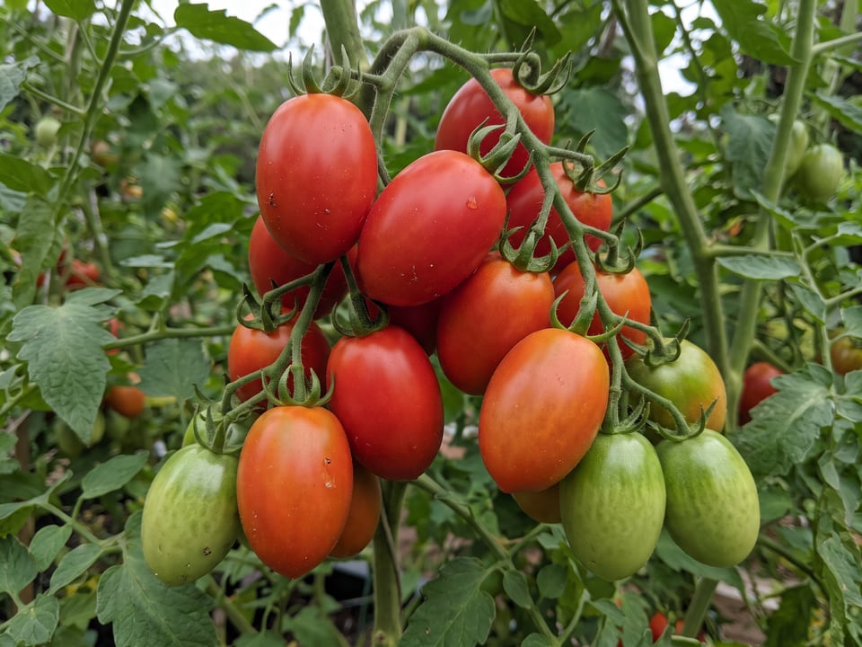 A truss of Teardrop tomatoes