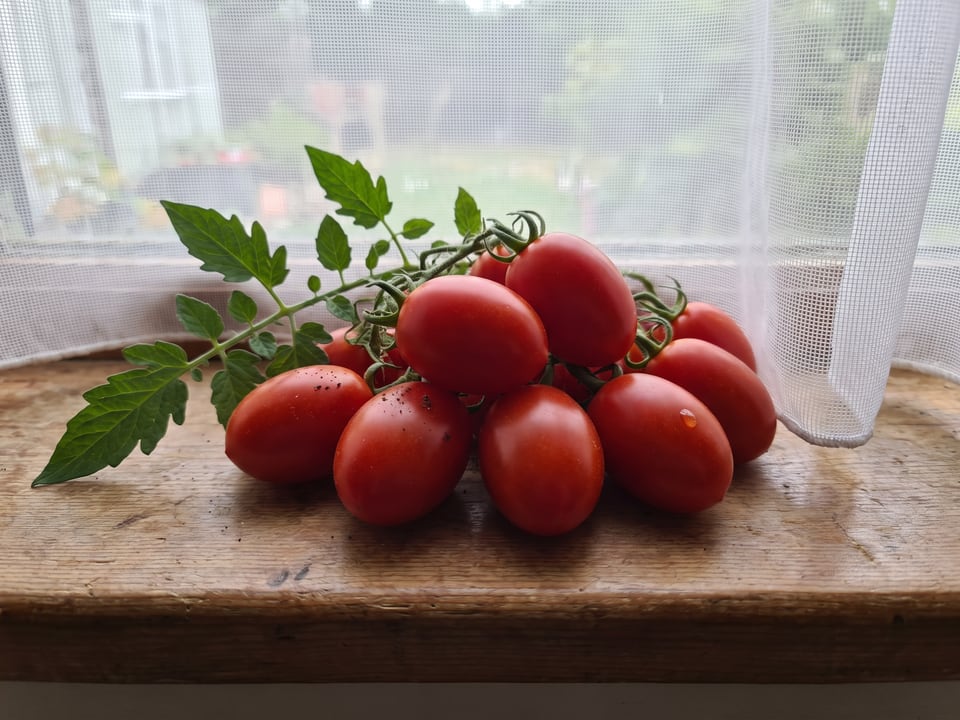 Freshly picked Teardrop tomatoes