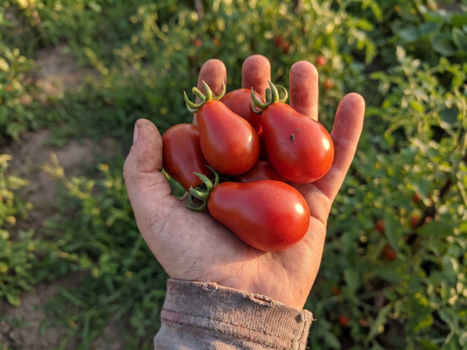 A ripe Teardrop tomato held in a gardener's hand