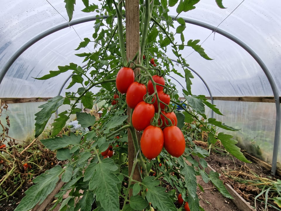 Teardrop tomatoes ripening on the vine under cover