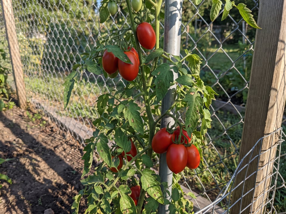 Teardrop tomato plant in a garden bed with ripe fruit on the vine